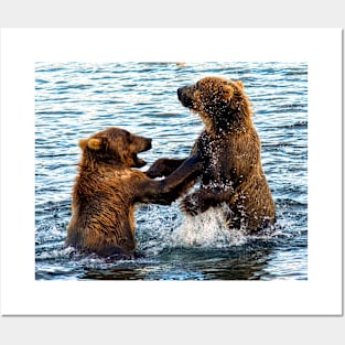 Young Kodiak Brown Bears Play Wrestle In Water Alaska Posters and Art